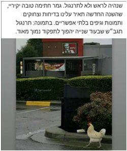 תמונה 1 תרנגול תגבש