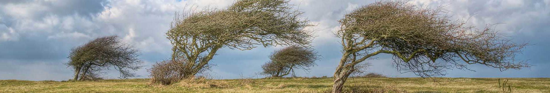הידר מדעי רוח